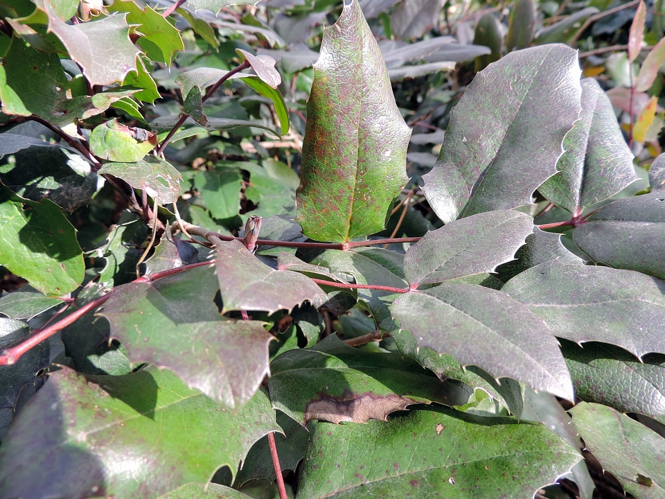 Branches green leaves plant
