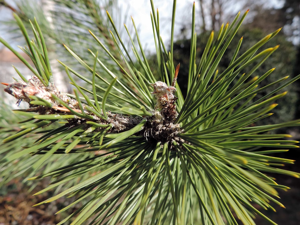 Conifer tree evergreen