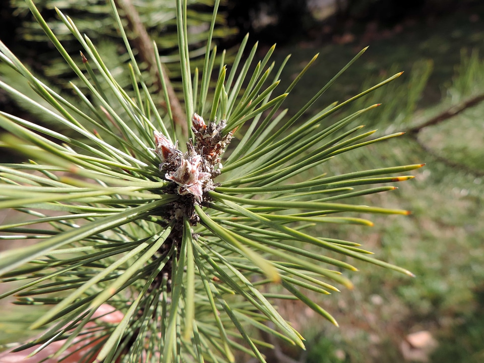 Conifer detail green leaf