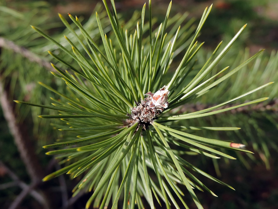 Conifer green leaf spruce - Free photos on creazilla.com