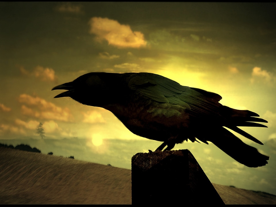 Rocks birds corvus corone
