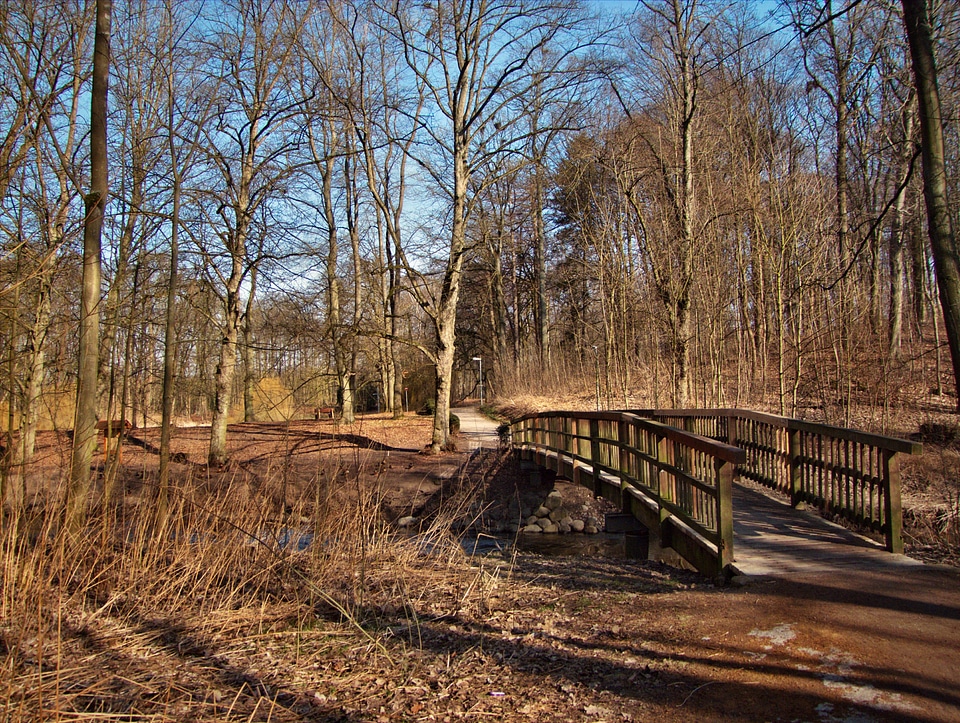 Transition bach forest
