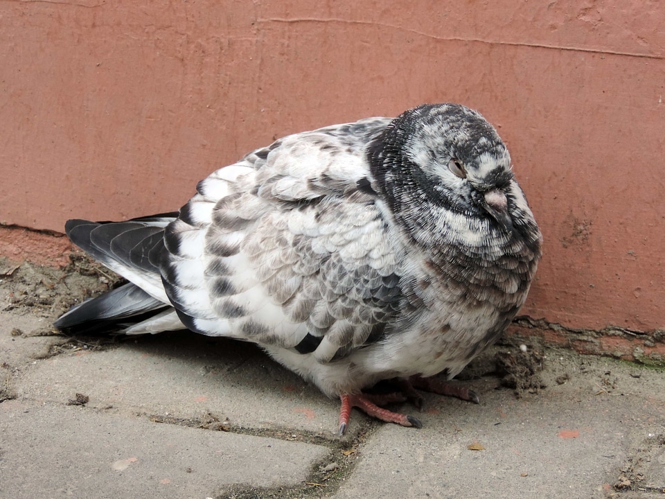 Detail pigeon sidewalk photo