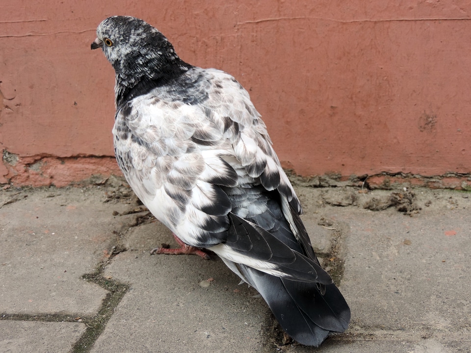 Colorful pigeon bird