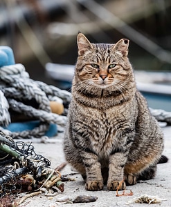 Brown domestic cat portrait