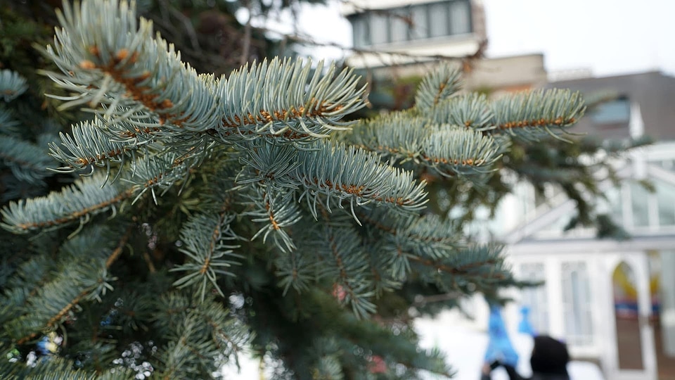 Branch conifer pine photo