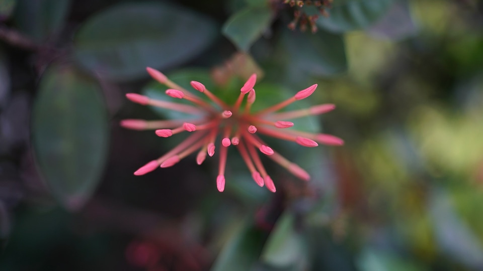 Tropical shrub plant