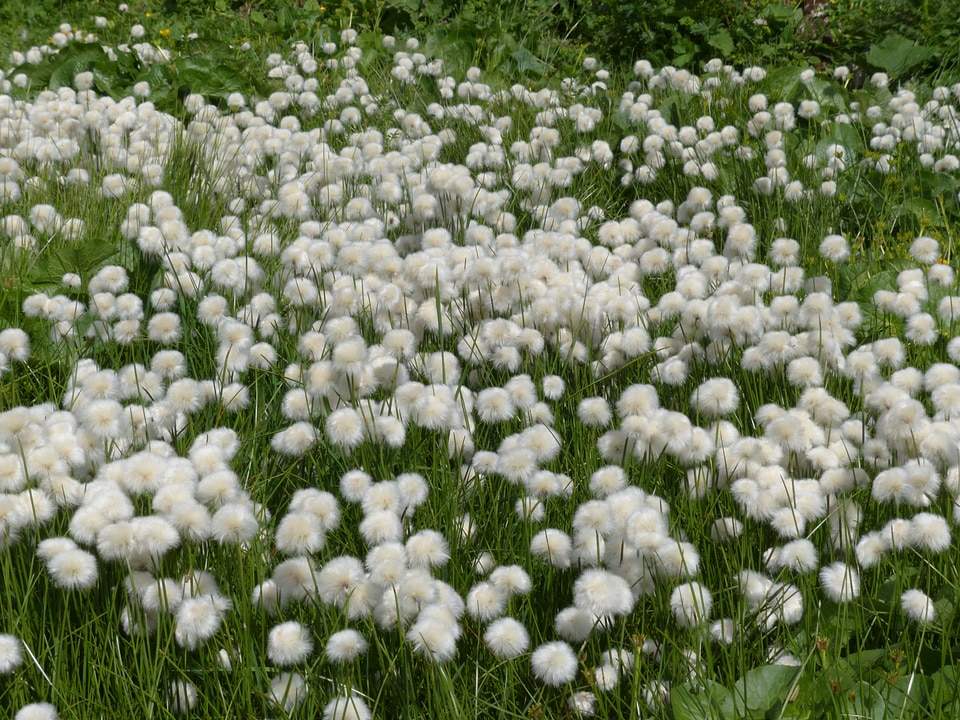 Cyperaceae alpine cottongrass cottongrass