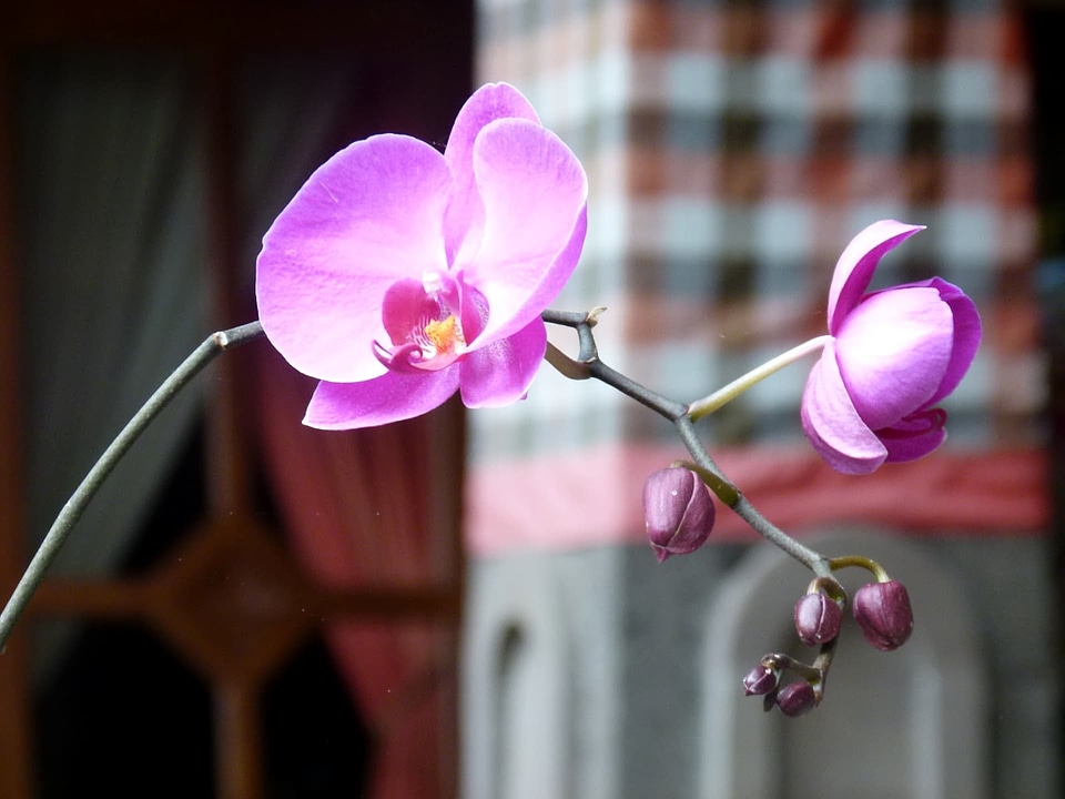 Orchid bloom flower