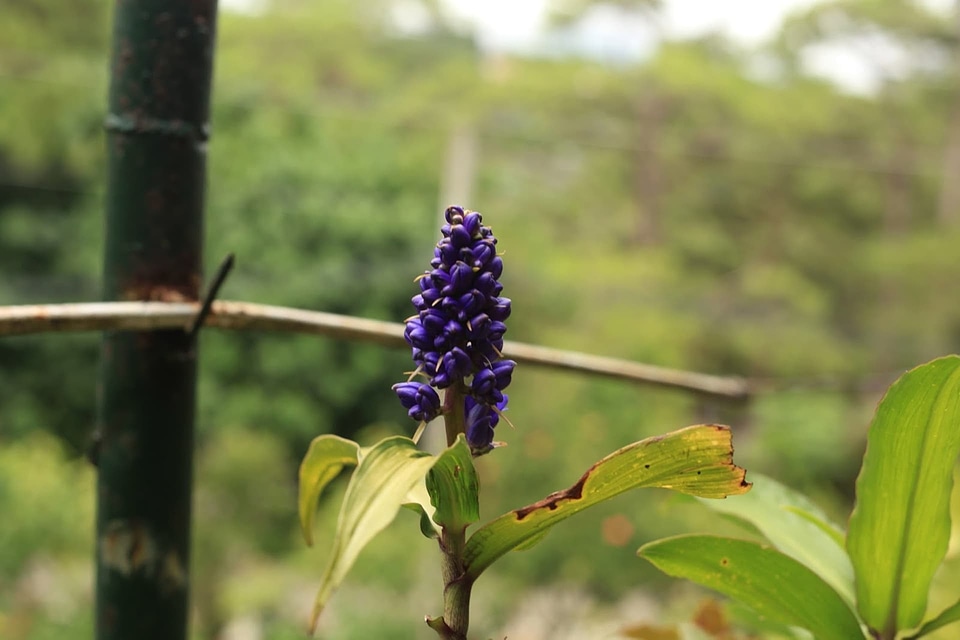 Herb plant nature