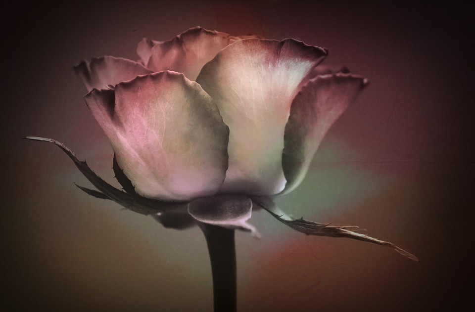 Bloom flower fragrance