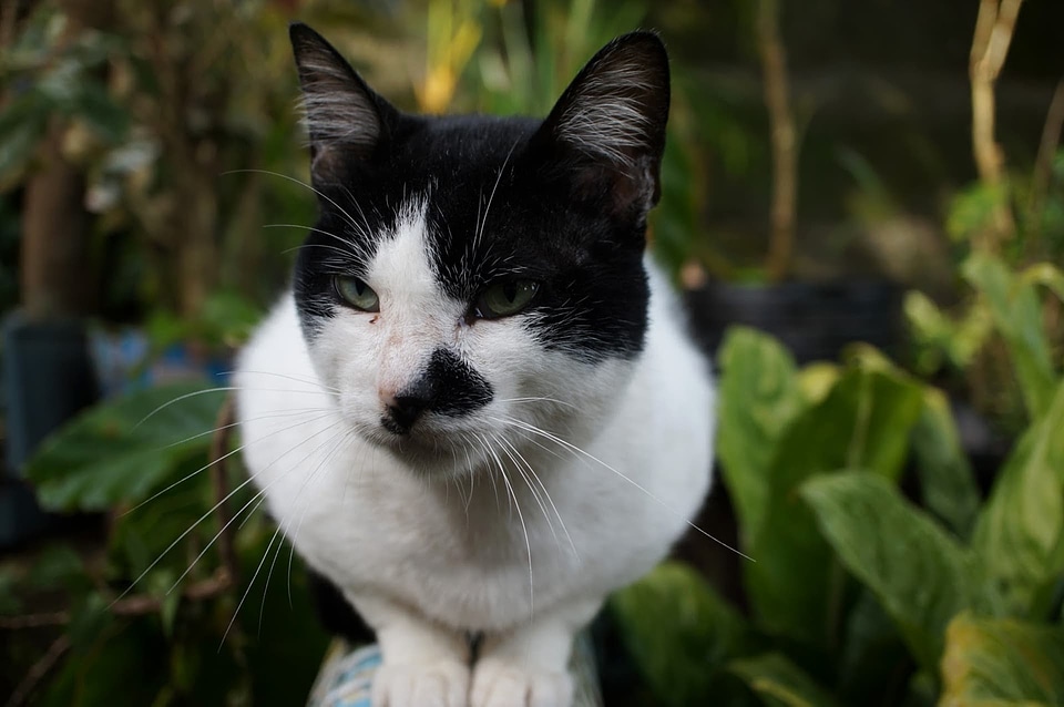 Black And White domestic cat face