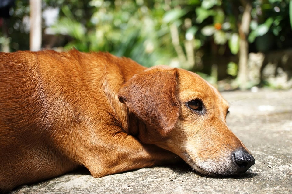 Brown purebred dog