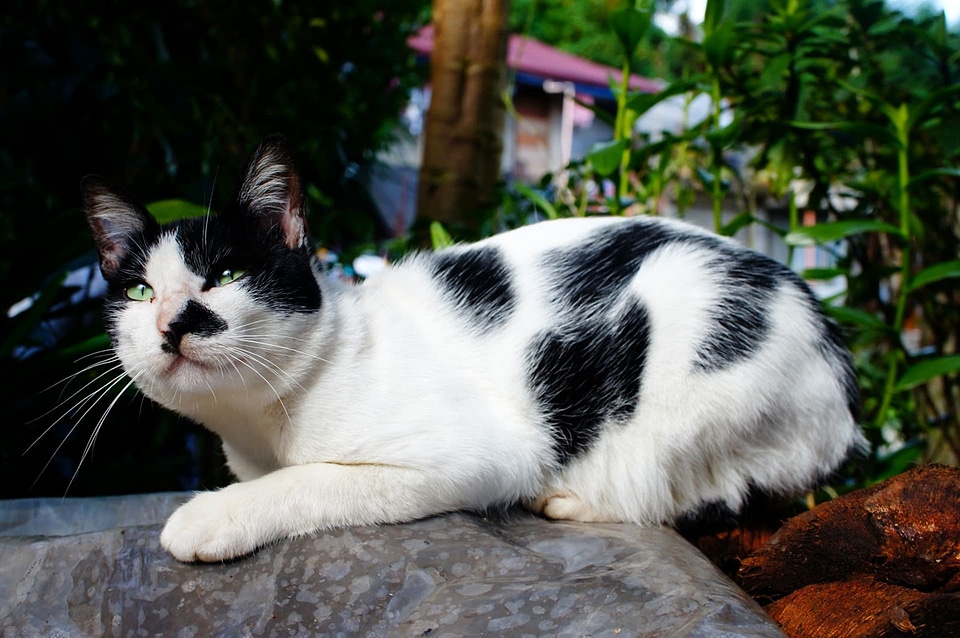 Black And White domestic cat fur