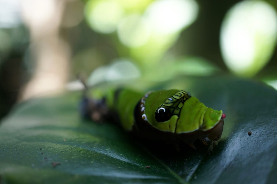 Biology caterpillar green