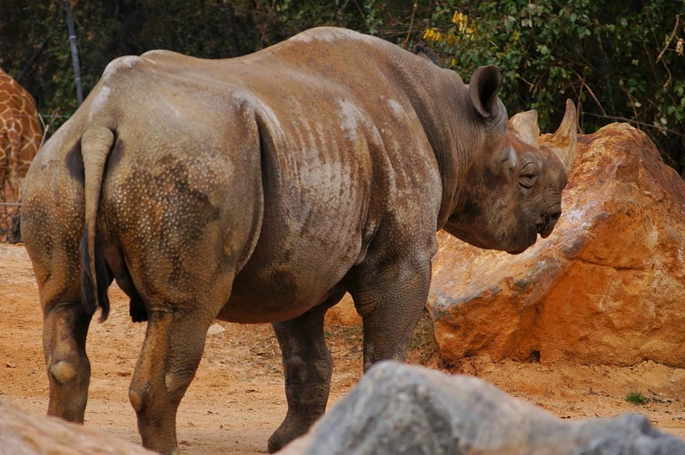 Africa horn rhinoceros