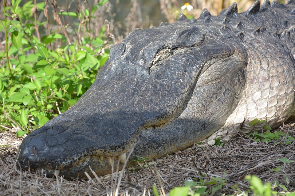 Crocodile dangerous hir