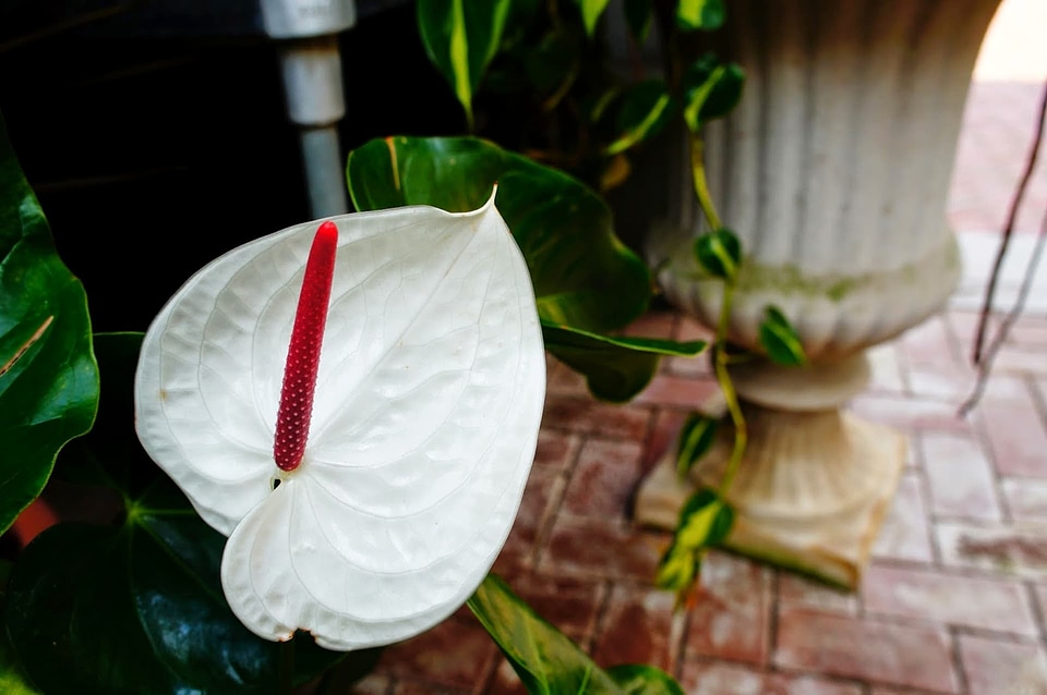 Exotic tropical plant