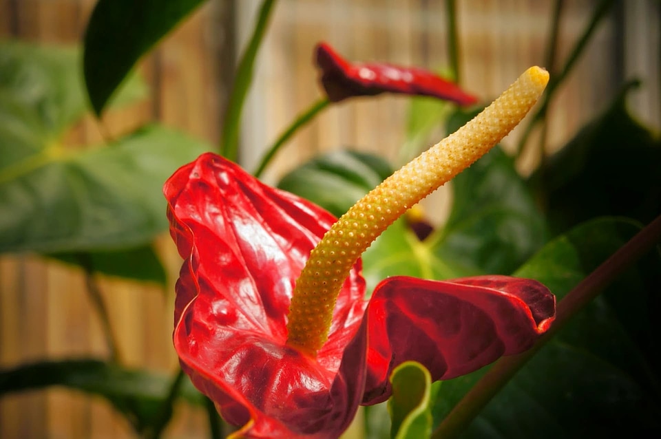 Botany pistil plant