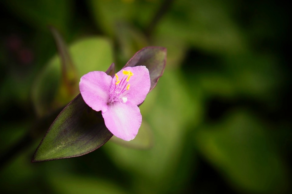 Bloom blossom flower