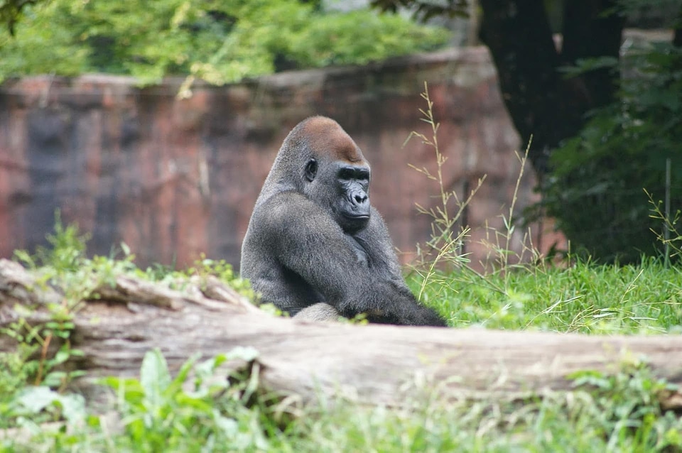Gorilla primate monkey