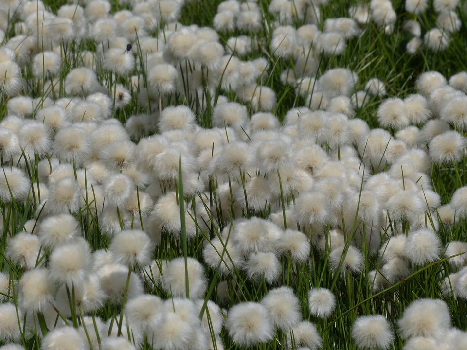 Cyperaceae alpine cottongrass cottongrass
