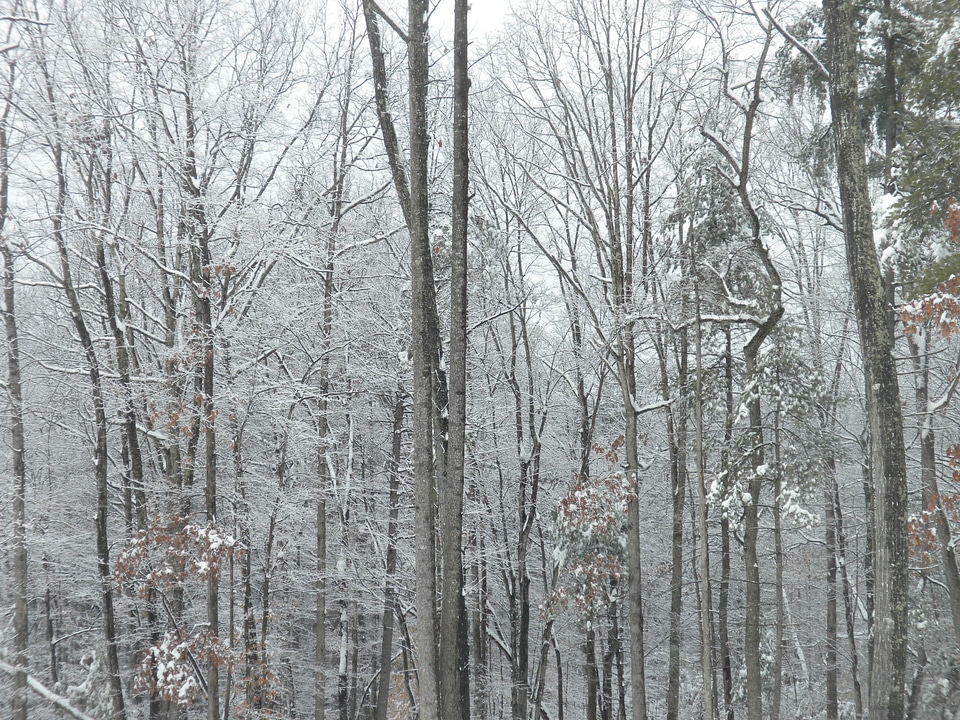 Snow nature branches