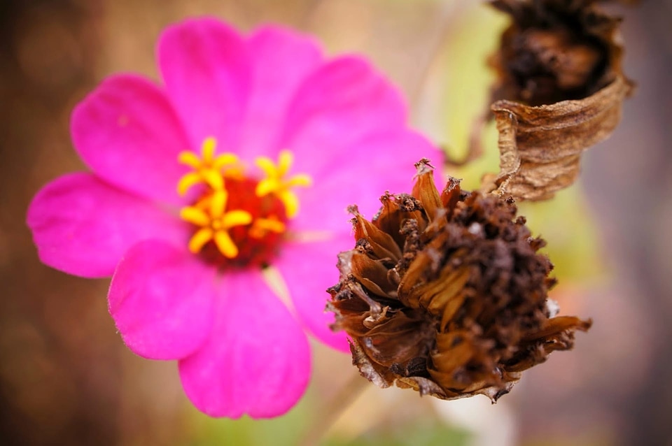 Pink flower nature