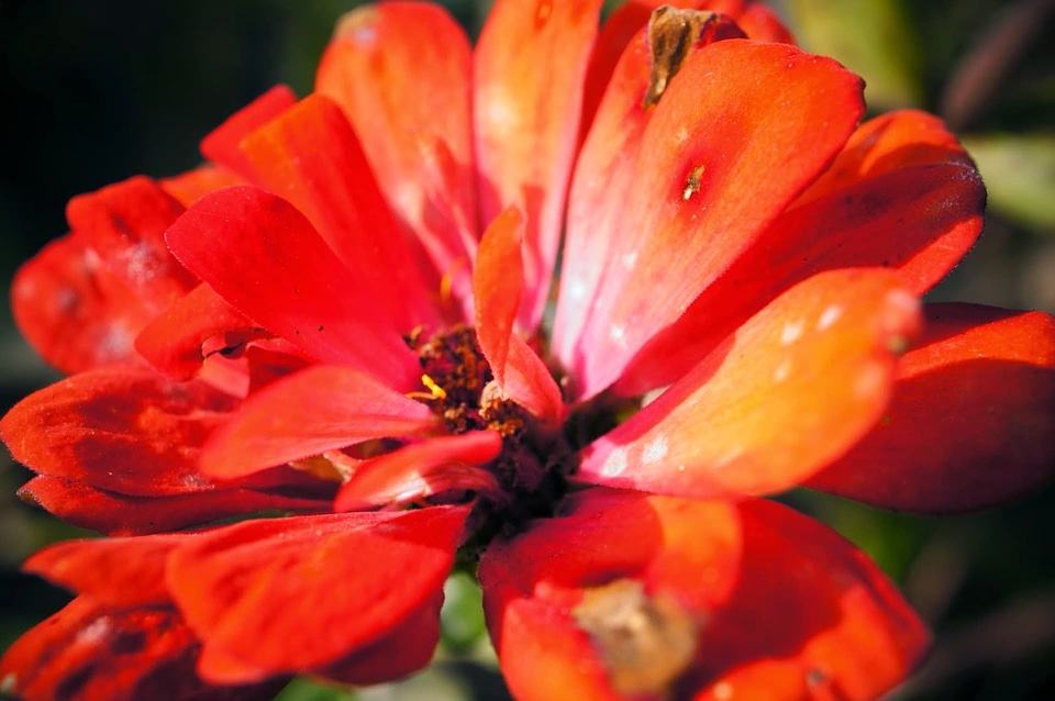 Organism petal nature