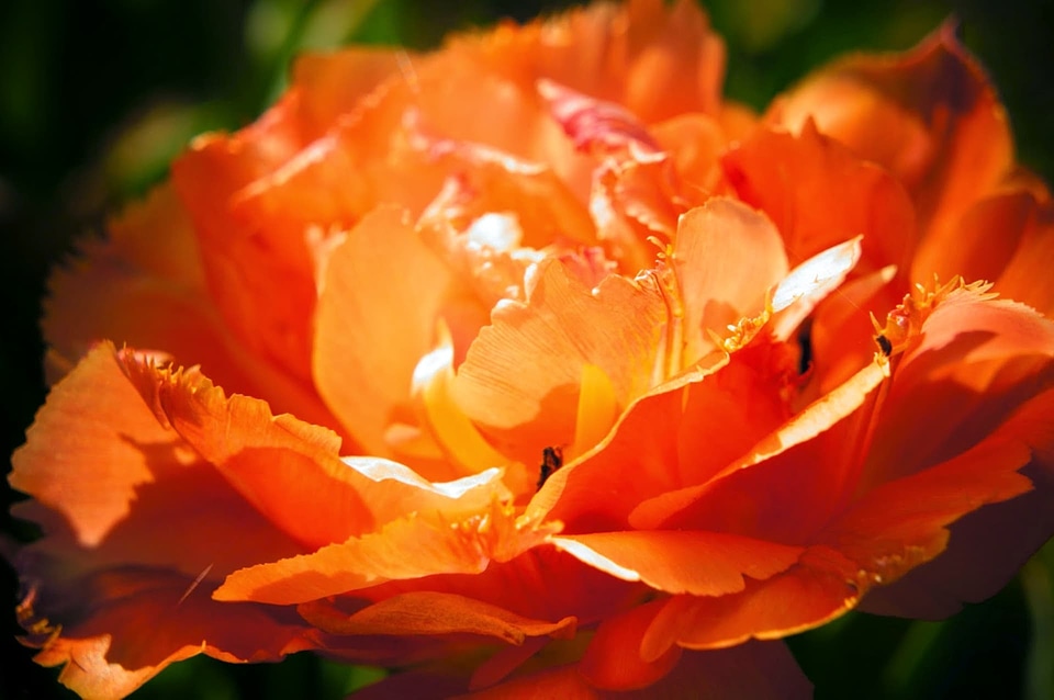 Bloom shrub flower