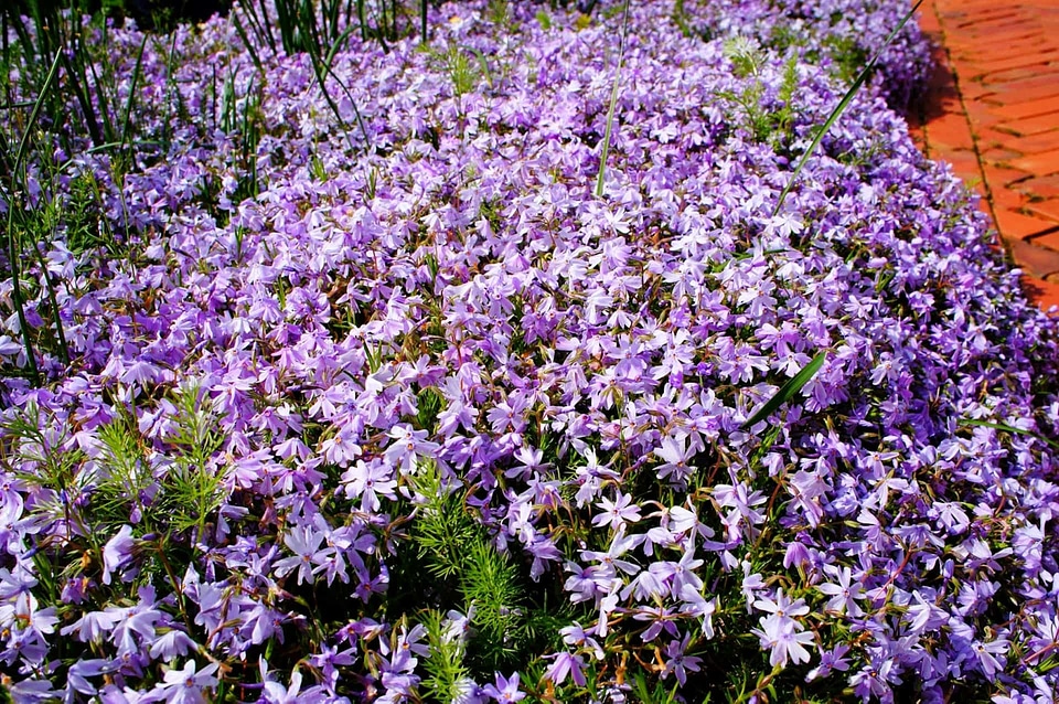 Plant nature flora