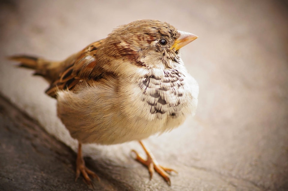 Feather animal sparrow