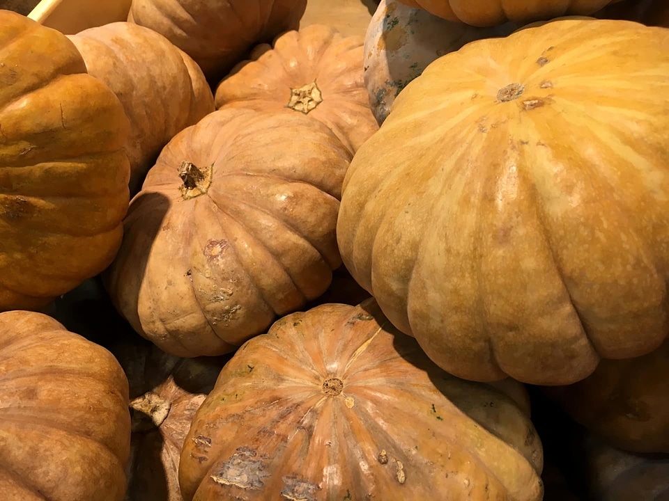 Squash harvest pumpkin