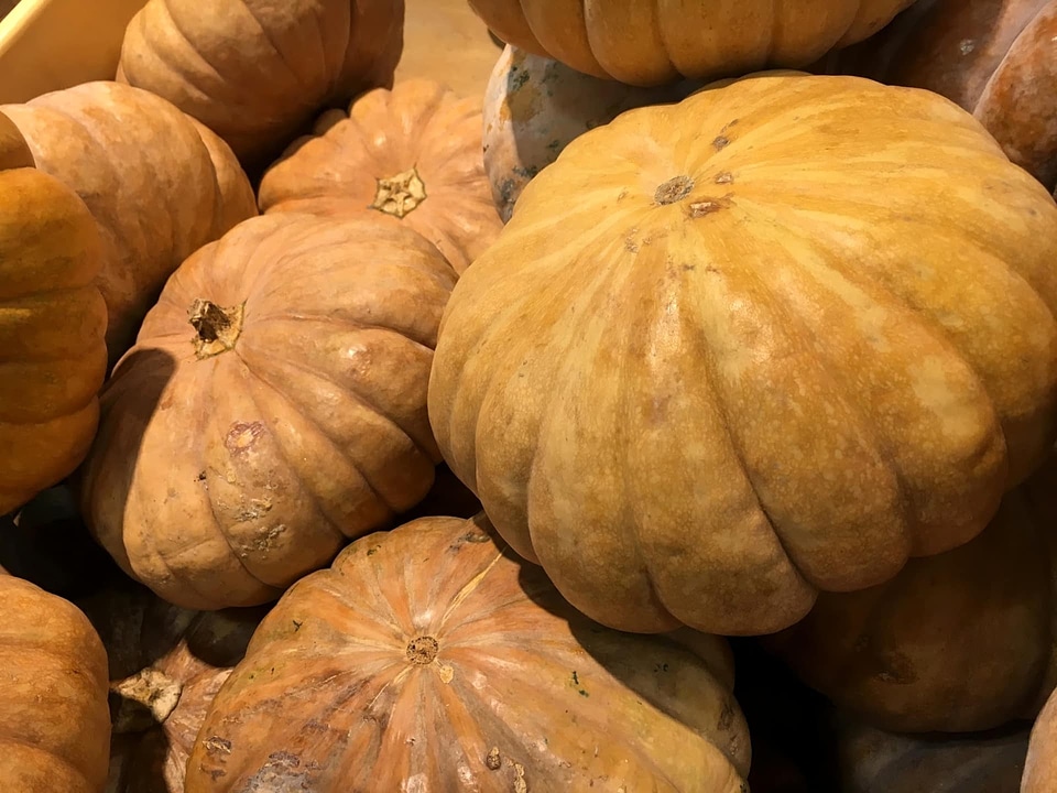 Pumpkin harvest pasture