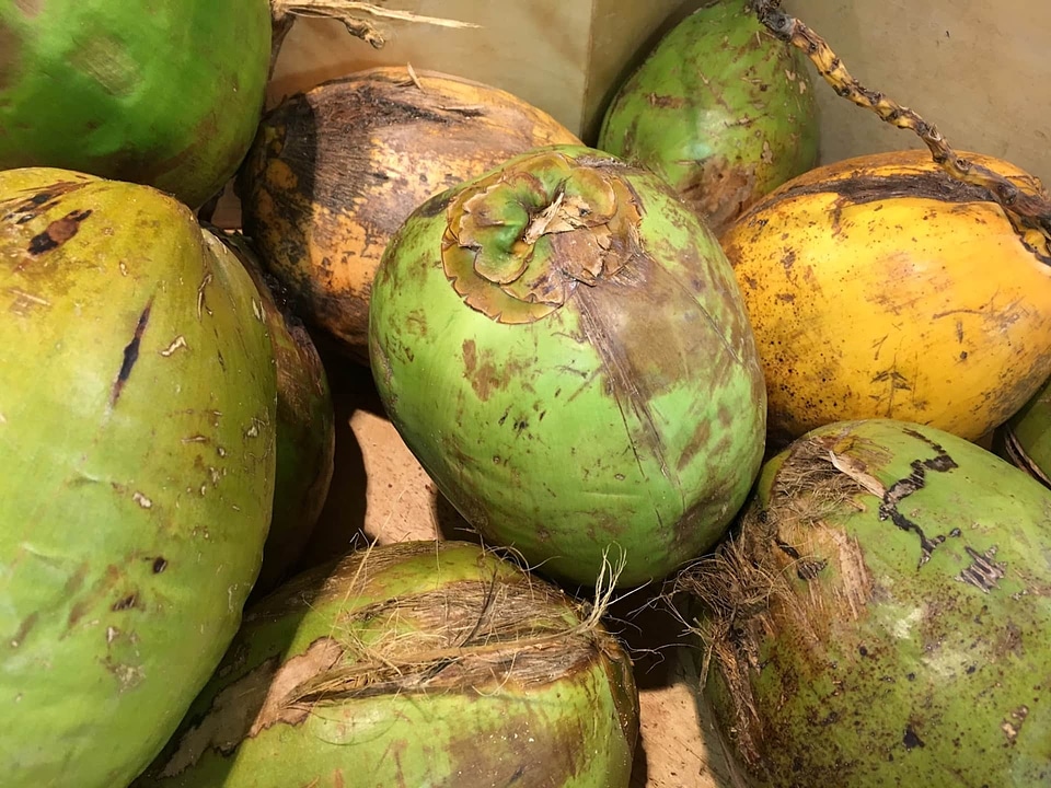 Coconut farming grow