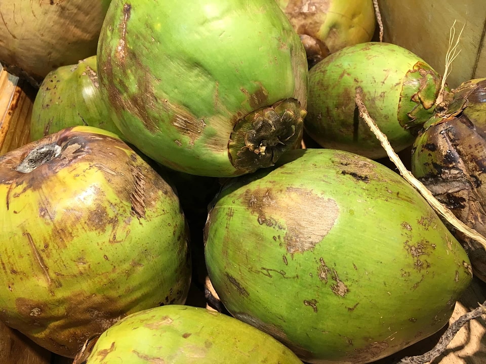 Coconut tropical fruit