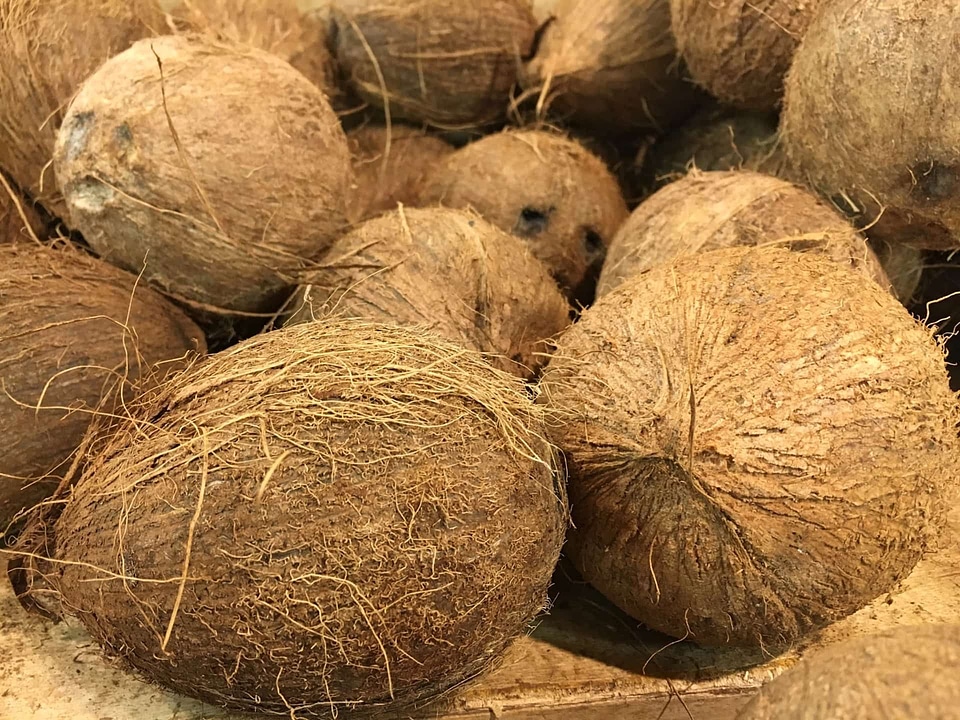 Coconut food fruit