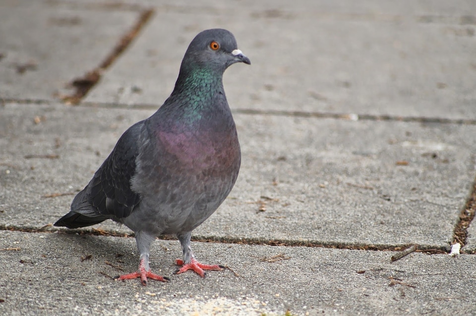 Asphalt pigeon urban area photo