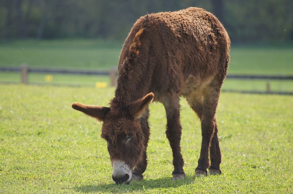 Donkey grazing mule