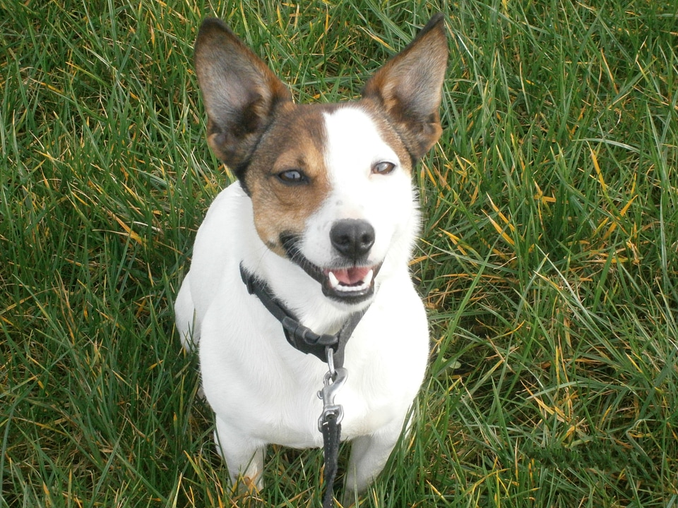 Domestic puppy jack russell