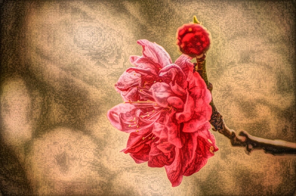 Fine Arts oil painting rose