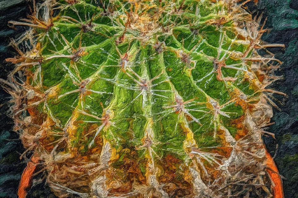 Fine Arts photomontage nature