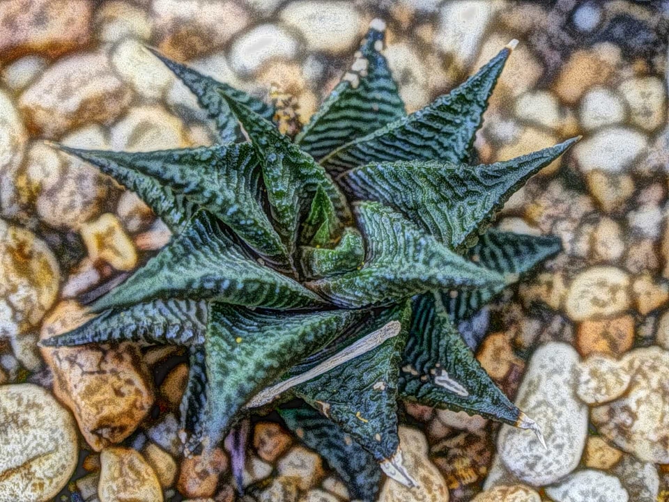 Photomontage nature pattern