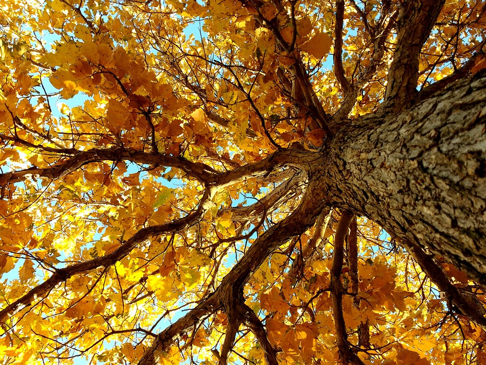 Autumn Season bark detail