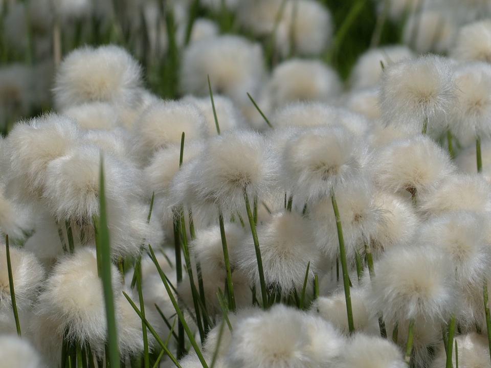 Cyperaceae alpine cottongrass cottongrass