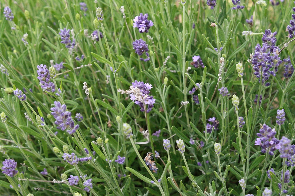 Lavender field flower photo