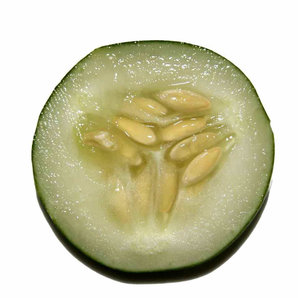 Cucumber kernel seed