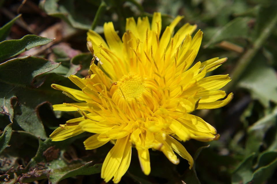 Herb dandelion plant