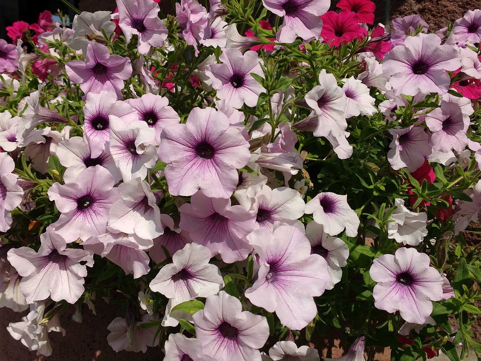 Petunia pink plant