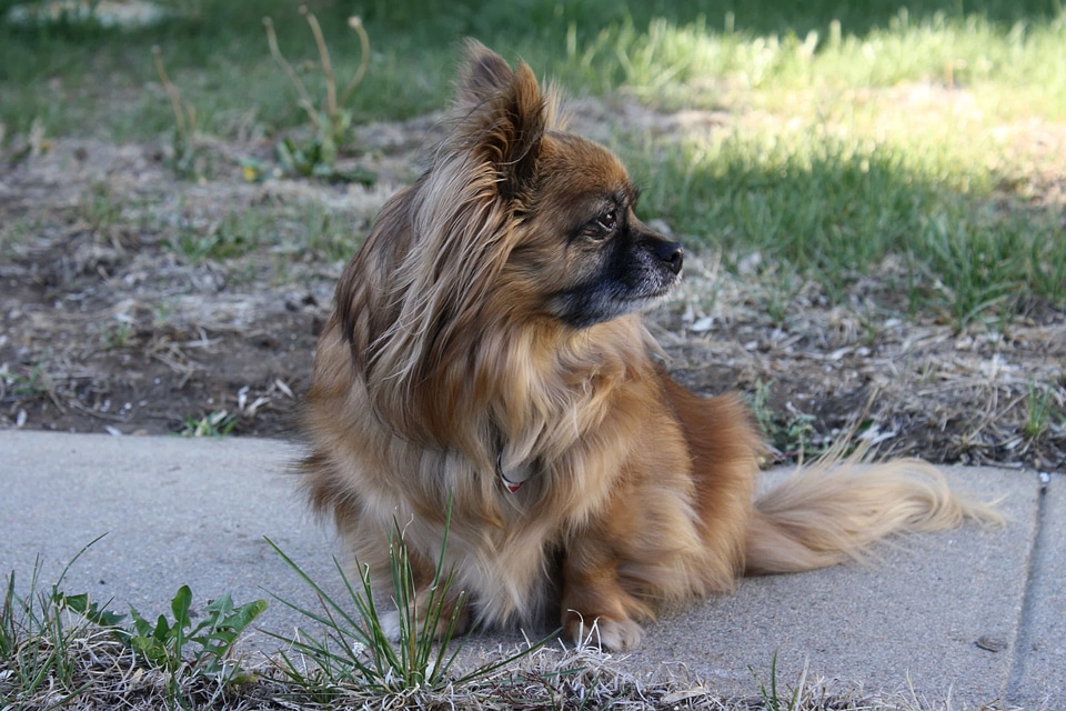 Purebred canine pet